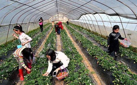 小编教你采摘园投资多少钱，要多少钱成本。