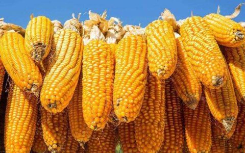 我来教你收粮食利润一斤有多少，收益有多少。