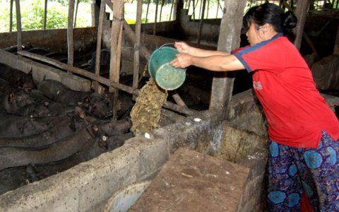 小编分享怎么做收泔水的生意，如何收集。