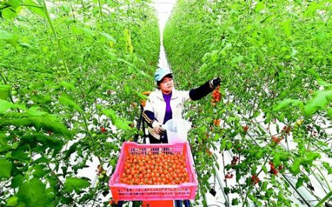 我来分享农村种植致富项目有哪些，农业有哪些优惠政策。