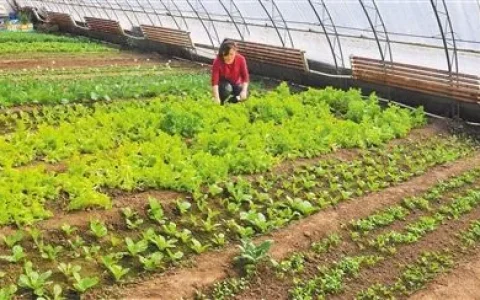 教你乡村有哪些好项目致富。