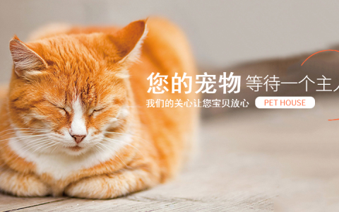 教你宠物网站模板如何选择。