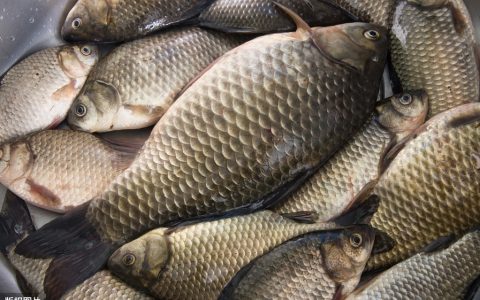 小编分享夏季怎么钓鲫鱼。