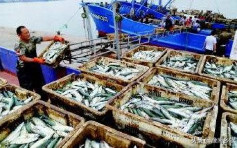 教你刀鱼价格如何跌到几块一斤。