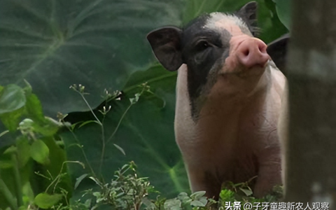 创业养猪什么最赚钱，海南小伙放弃高薪工作。